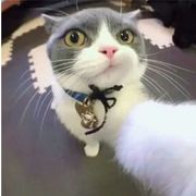 弄潮好手