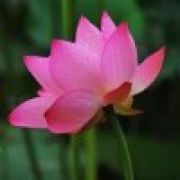 花 开 富 贵