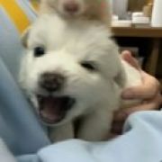 世上无敌最霸气霸王龙🦖