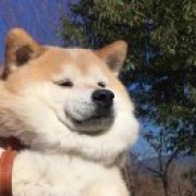 人间土狗