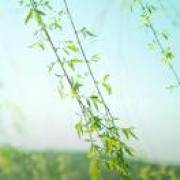 端庄但风花p