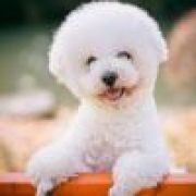 君子之交淡如水