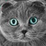黑白肥猫