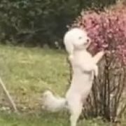 对方正在输入...