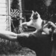 仿生人会梦见塑料花吗