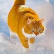 橙猫猫