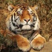 此心安处是吾乡