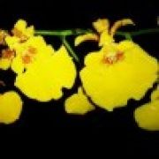 开往春天的列车