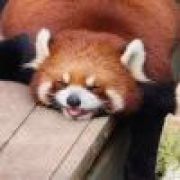 爱玩洛克王国的猪