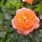 🍎元气满满 🍎