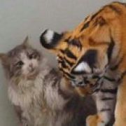 老谋深算的猫与tiger