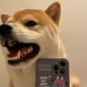 cheems