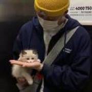 薛定谔的小猫咪