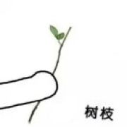 树枝