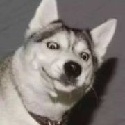 武松三打哈士奇