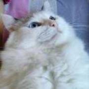 Aimer