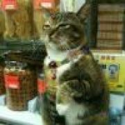 猫科动物