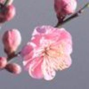 膥㼱發開(超帅der暴龙战士)