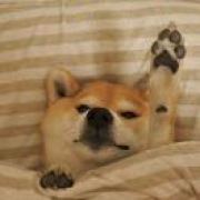 ة并亲了你一下😘ةPig