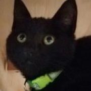 黑猫不是夜猫子