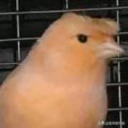 d(ŐдŐ๑)