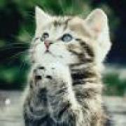 儒雅随和ヒツジ